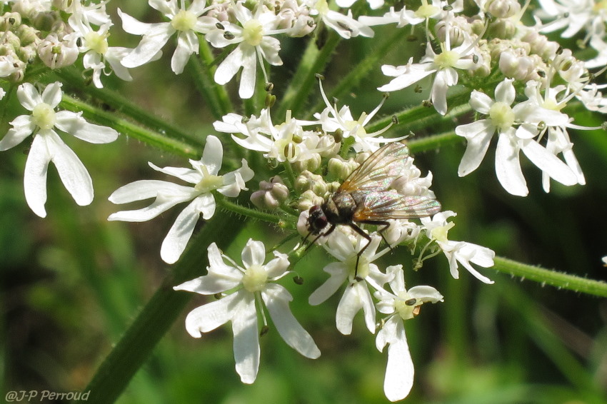 mouche003