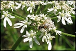 mouche003