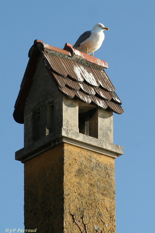 Choix de sacs-oiseaux-0009.jpg