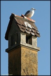 Choix de sacs-oiseaux-0009.jpg