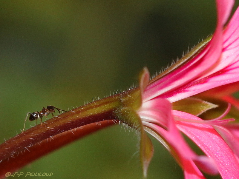 fourmis001