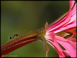 fourmis001