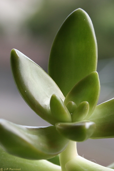 70-300 Sigma APO-grasses-0004.jpg