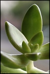 70-300 Sigma APO-grasses-0004.jpg