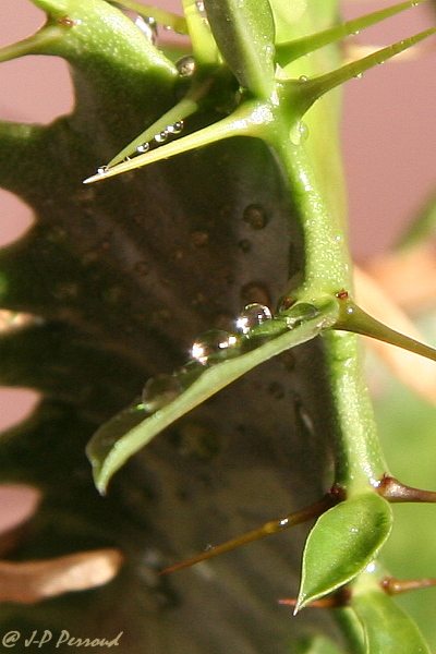 70-300 Sigma APO-grasses-0006.jpg