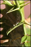 70-300 Sigma APO-grasses-0006.jpg