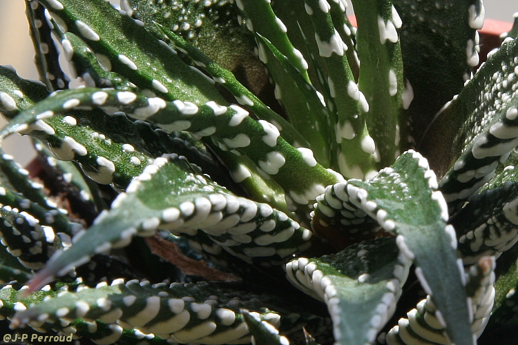 70-300 Sigma APO-grasses-0009.jpg