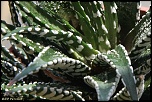 70-300 Sigma APO-grasses-0009.jpg