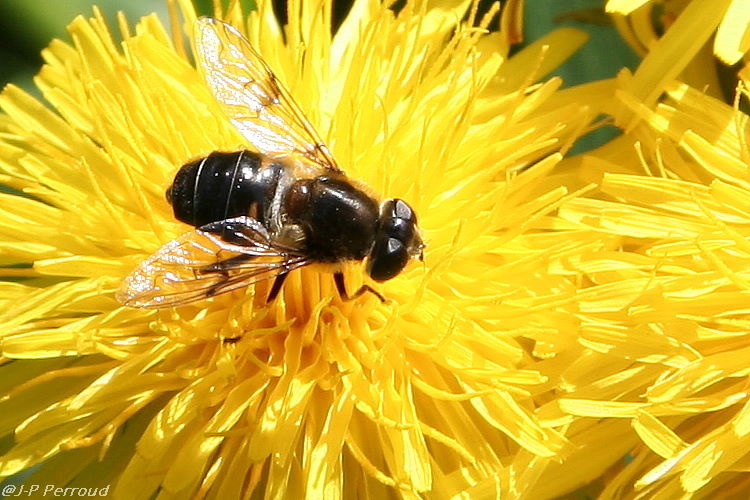 insectes 0015