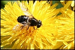 insectes 0015
