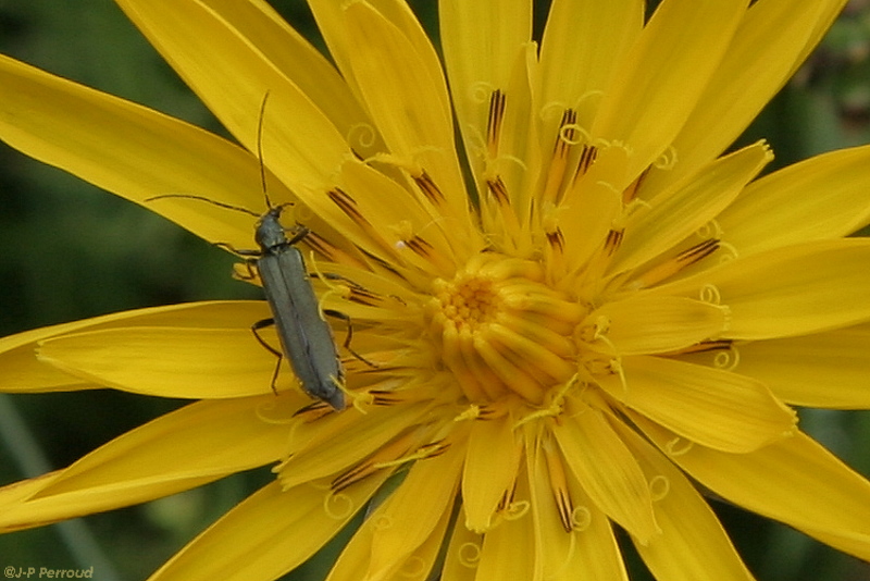 insectes 0020