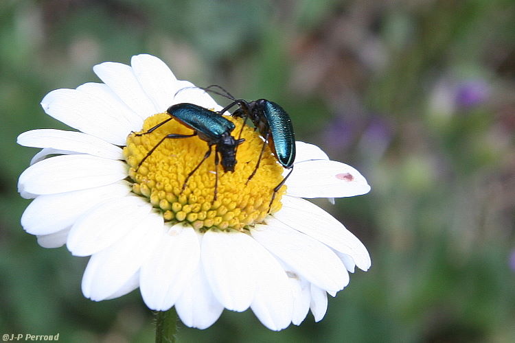 insectes 0017