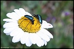 insectes 0017