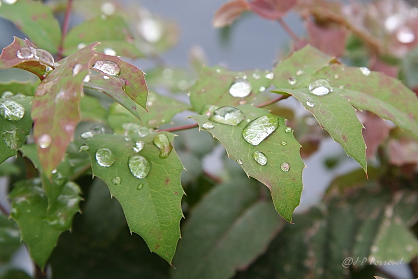 feuilles 0024

Aprs la pluie
