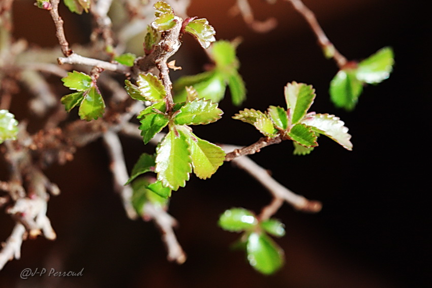 feuilles 0025