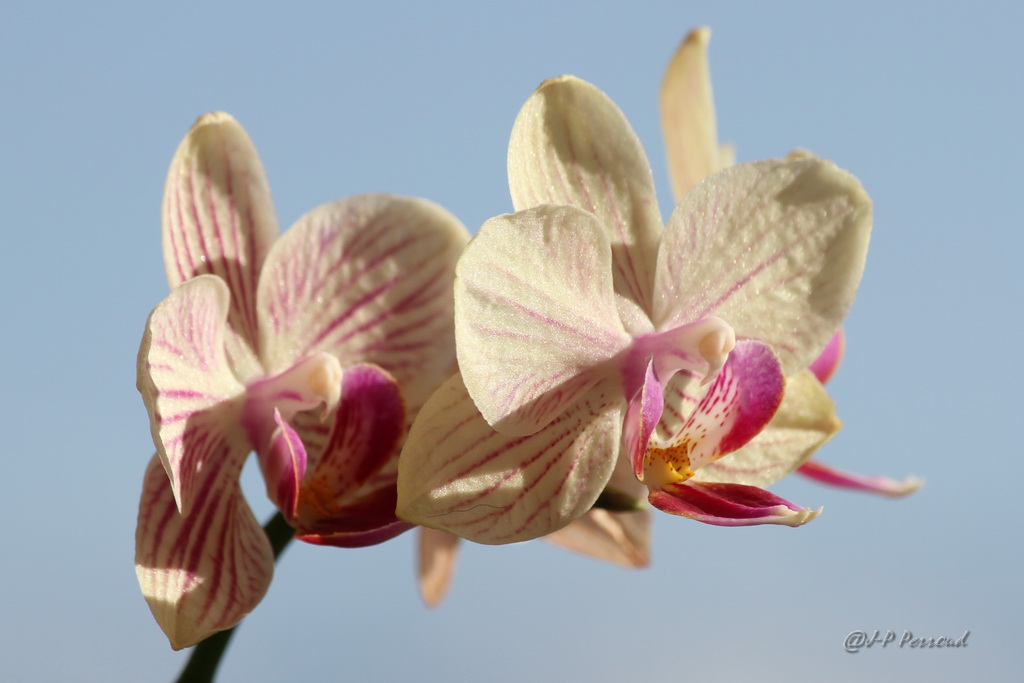 70-300 Sigma APO-orchidees-0011.jpg