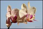 70-300 Sigma APO-orchidees-0011.jpg