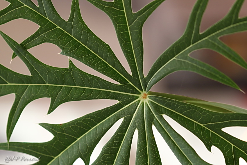 feuilles 0026