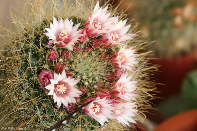 70-300 Sigma APO-cactus-0023.jpg