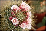 70-300 Sigma APO-cactus-0023.jpg