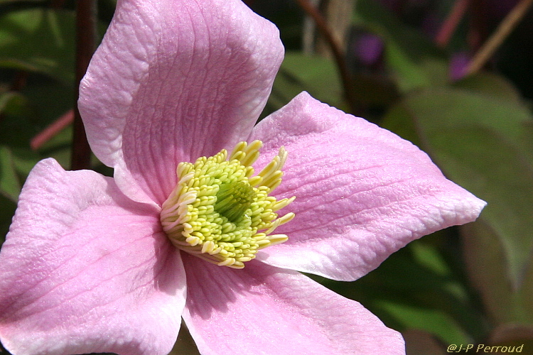 70-300 Sigma APO-fleurs-0056.jpg