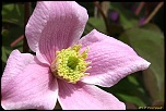 70-300 Sigma APO-fleurs-0056.jpg