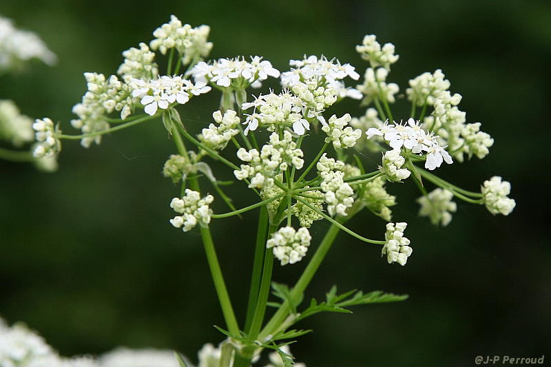 70-300 Sigma APO-fleurs-0060.jpg