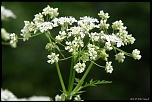70-300 Sigma APO-fleurs-0060.jpg