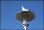 Choix de sacs-oiseaux-0016.jpg