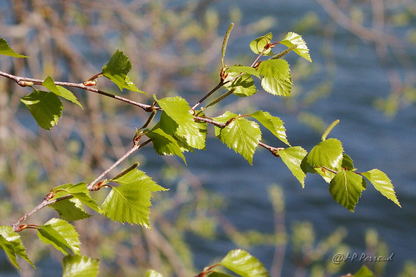 feuilles 0027

Douceur des couleurs du printemps