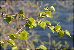 feuilles 0027 
 
Douceur des couleurs du printemps