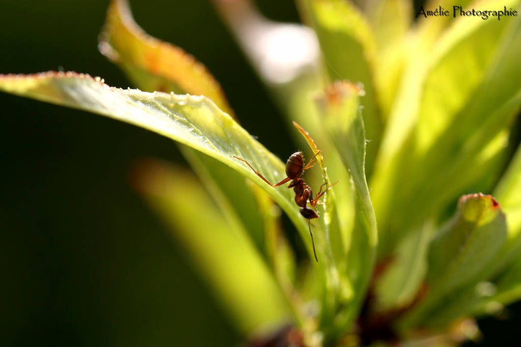Et un de plus...-img_9431.jpg