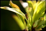 Et un de plus...-img_9431.jpg