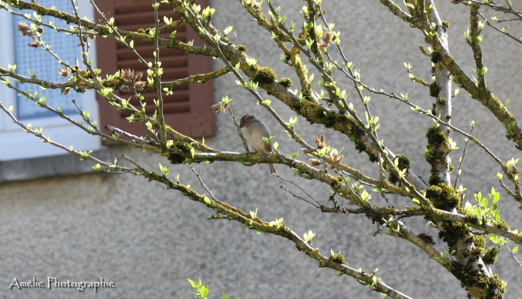 Et un de plus...-img_9329.jpg