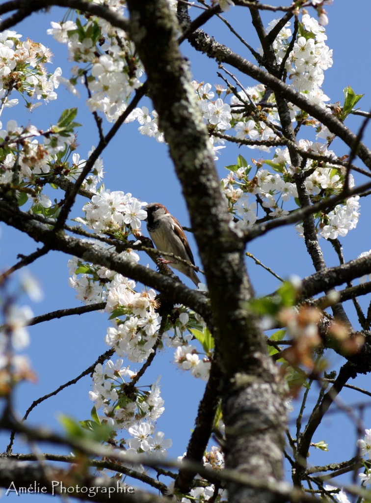 Et un de plus...-img_9331.jpg