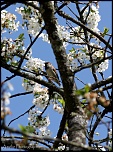 Et un de plus...-img_9331.jpg