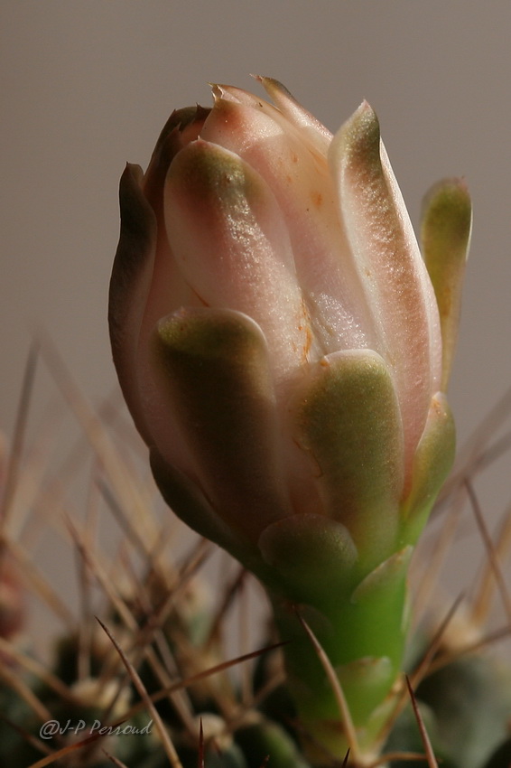 70-300 Sigma APO-fleurs-0078.jpg
