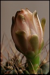 70-300 Sigma APO-fleurs-0078.jpg