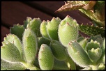 70-300 Sigma APO-grasses-0023.jpg