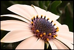 70-300 Sigma APO-fleurs-0079.jpg