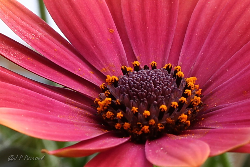 70-300 Sigma APO-fleurs-0082.jpg