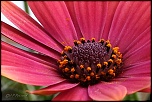 70-300 Sigma APO-fleurs-0082.jpg