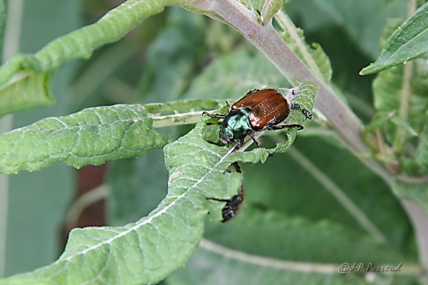 insectes 0035