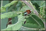 insectes 0035