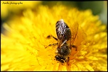Et un de plus...-img_9499.jpg