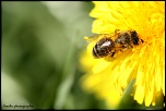 Et un de plus...-img_9507.jpg