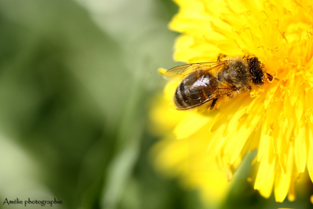 Et un de plus...-img_9507.jpg