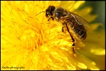 Et un de plus...-img_9511.jpg