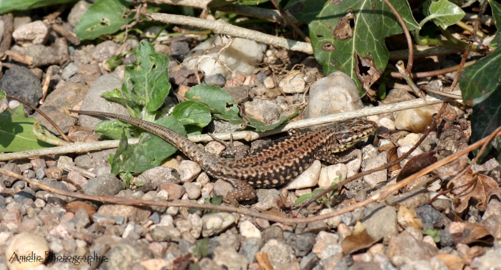 Et un de plus...-img_9552.jpg