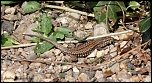 Et un de plus...-img_9552.jpg